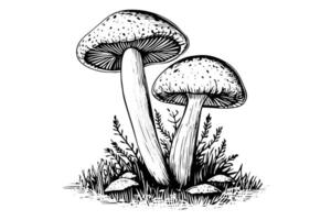 Woud champignons hand- getrokken inkt schetsen. gravure wijnoogst stijl illustratie. vector