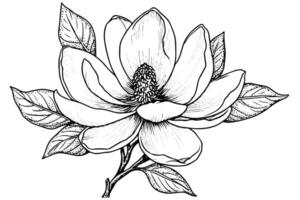 magnolia bloem hand- getrokken inkt schetsen. gravure wijnoogst stijl illustratie. vector