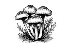 vlieg agaric paddestoel hand- getrokken schetsen. gravure wijnoogst stijl illustratie. vector