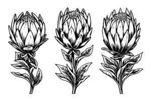 elegant protea bloem hand- getrokken inkt schetsen. gravure stijl illustratie. vector