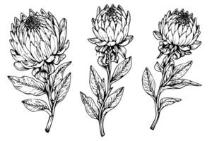 elegant protea bloem hand- getrokken inkt schetsen. gravure stijl illustratie. vector
