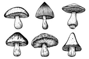 hand- getrokken inkt schetsen van champignons set. gravure wijnoogst stijl illustratie. vector
