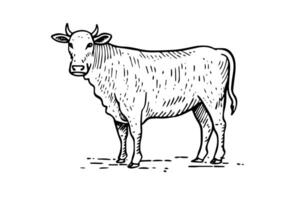 wijnoogst koe illustratie gegraveerde schetsen van rundvlees landbouw inkt logo. vector