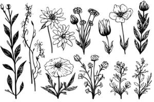 wild bloem reeks hand- getrokken inkt schetsen. gegraveerde retro stijl illustratie pak. vector