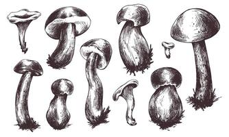 Woud eetbaar champignons boletus en cantharellen. grafisch illustratie, hand- getrokken met bruin inkt, lijn kunst monochroom. reeks van elementen Aan de thema van Woud, oogst, natuur. vector