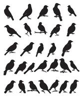 reeks van zwart vogel silhouetten. vector