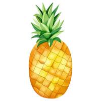 waterverf ananas. geel pinapel, illustratie. zomertijd element. vector