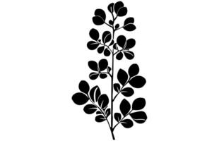 acacia doorbladert en bloemen silhouet set. geneeskrachtig boom Afdeling met bladeren verzameling, acacia reeks grafisch zwart en wit bloem bladeren zaden vector