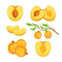 abrikozen met blad en voor de helft abrikoos met bladeren. tekenfilm fruit set. vector