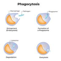 fagocytose wetenschap ontwerp illustratie diagram vector