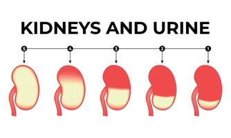 nieren en urine wetenschap ontwerp illustratie diagram vector