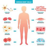 anatomie van menselijk lichaam cellen vector