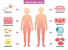 anatomie van menselijk lichaam cellen vector