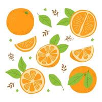 vers oranje geheel, vol, voor de helft, deel, blad. fruit set. uit de vrije hand illustratie geïsoleerd Aan wit vector