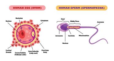 anatomie van menselijk bevruchting systeem vector