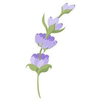 delicaat lavendel bloem in vlak stijl. illustratie geïsoleerd Aan wit achtergrond. vector