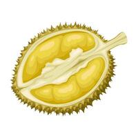 illustratie, voor de helft rijp durian fruit, geïsoleerd Aan wit achtergrond. vector