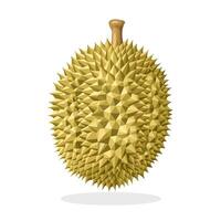 illustratie, geheel durian fruit, geïsoleerd Aan wit achtergrond. vector