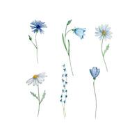 waterverf wilde bloemen, delicaat botanisch illustratie vector