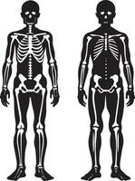 menselijk skelet illustratie geïsoleerd Aan wit achtergrond vector