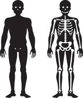 menselijk skelet illustratie geïsoleerd Aan wit achtergrond vector