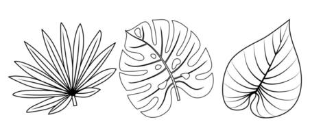 reeks hand- getrokken tropisch palm blad, monstera blad. tekening. illustratie. geïsoleerd icoon Aan de wit achtergrond. vector