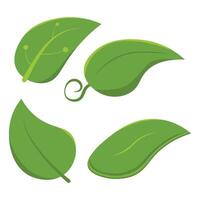 reeks van geïsoleerd groen bladeren. botanisch blad groen fabriek vector