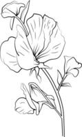 gemakkelijk bloem kleur Pagina's, kleur Pagina's voor volwassenen, hand- tekening zoet erwt schetsen kunst, bloesem zoet erwt bloem lijn kunst illustratie, bloemen tuin voor mooi zoet erwt. vector