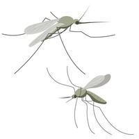 klein mug insect. illustratie in vlak, gemakkelijk, tekenfilm stijl vector