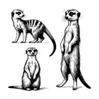 reeks van meerkat dier illustratie. zwart en wit hand- getrokken meerkat illustratie geïsoleerd wit achtergrond vector