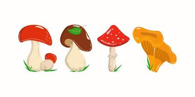 reeks van eetbaar en giftig champignons. cantharellen, porcini paddestoelen, vlieg zwammen. tekening tekeningen. types van Woud champignons. biologisch voedsel. eetbaar paddestoel, geïsoleerd achtergrond. vector