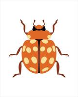 crèmevlek lieveheersbeestje. platte vectorillustratie van insecten. insecten en tuinconcept geanimeerd in kleurrijk thema. cartoon afbeelding van de natuur geïsoleerd op een witte achtergrond. vector