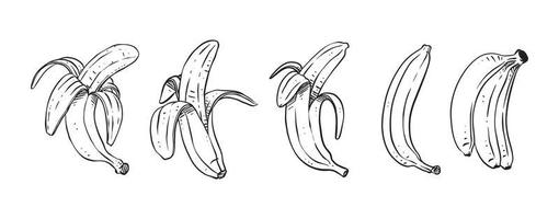 set van gepelde bananen, met de hand getekende vectorillustratie vector