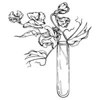 hand- getrokken grafisch inkt illustratie botanisch bloemen bladeren. zoet eeuwigdurend erwt, wikke winde peulvrucht. glas vaas boeket geïsoleerd wit achtergrond. ontwerp bruiloft, liefde kaarten, bloemen winkel vector