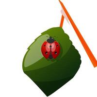 dame kever Aan de blad, schattig lieveheersbeestje, rood en zwart insect vector