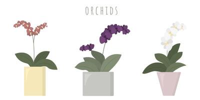 verzameling van bloeiend orchideeën geïsoleerd Aan wit achtergrond vector