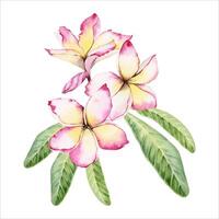 plumeria bloemen met groen bladeren. frangipani boom bloemen ontwerp. hand- getrokken waterverf illustratie geïsoleerd Aan wit achtergrond. voor ansichtkaarten, geurig schoonheid producten, bruiloft uitnodigingen prints vector