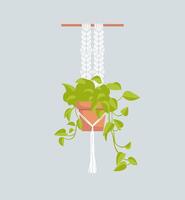 epipremnum neon, scindapsus, liaan van de araceae familie. exotisch fabriek in een pot. huis planten, hobby. macrame hanger, handwerk. botanisch illustratie in hand- getrokken vlak stijl. interieur decoratie. vector