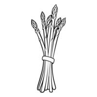 schoon schets icoon van vers asperges voor culinaire ontwerpen. vector