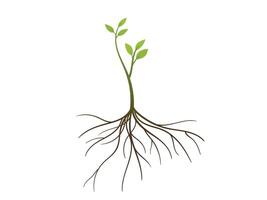 jong groen boom met wortels en bladeren illustratie vector