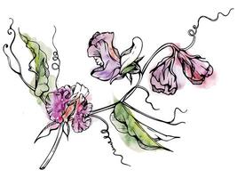 hand- getrokken waterverf inkt illustratie botanisch bloemen bladeren. zoet eeuwigdurend erwt, wikke winde peulvrucht. Afdeling boeket geïsoleerd Aan wit achtergrond. ontwerp bruiloft, liefde kaarten, bloemen winkel vector