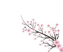 waterverf kers bloesem . sakura Aan wit achtergrond. waterverf kers knop. kers bloesem Afdeling met sakura bloem. kers bloesem bloem bloeiend. roze sakura bloem achtergrond. vector