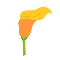 geel calla bloem in vlak stijl. tropisch bloem Aan een wit achtergrond. tropisch planten. vector