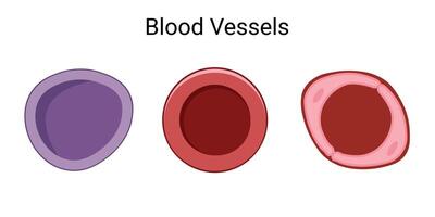 drie types van bloed schepen illustratie. bloed types icoon . vector