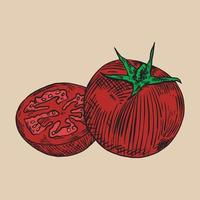 vector tomaat vintage illustratie