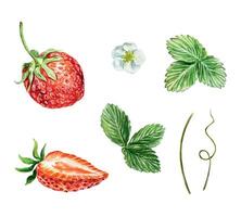 aardbeien set, waterverf. groen bladeren, bloemen, rood bessen, stang, ranken. illustratie. voor kaarten, uitnodigingen, dekt, spandoeken, thee, sap, jam, schoonheidsmiddelen etiketten. vector