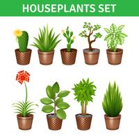 Kamerplanten Realistische Icons Set vector