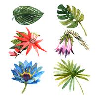 Tropische planten laat aquarel schets iconen vector