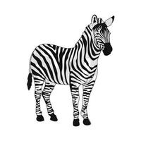 wilde afrikaanse zebra vector