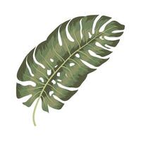 groen monstera-pictogram vector